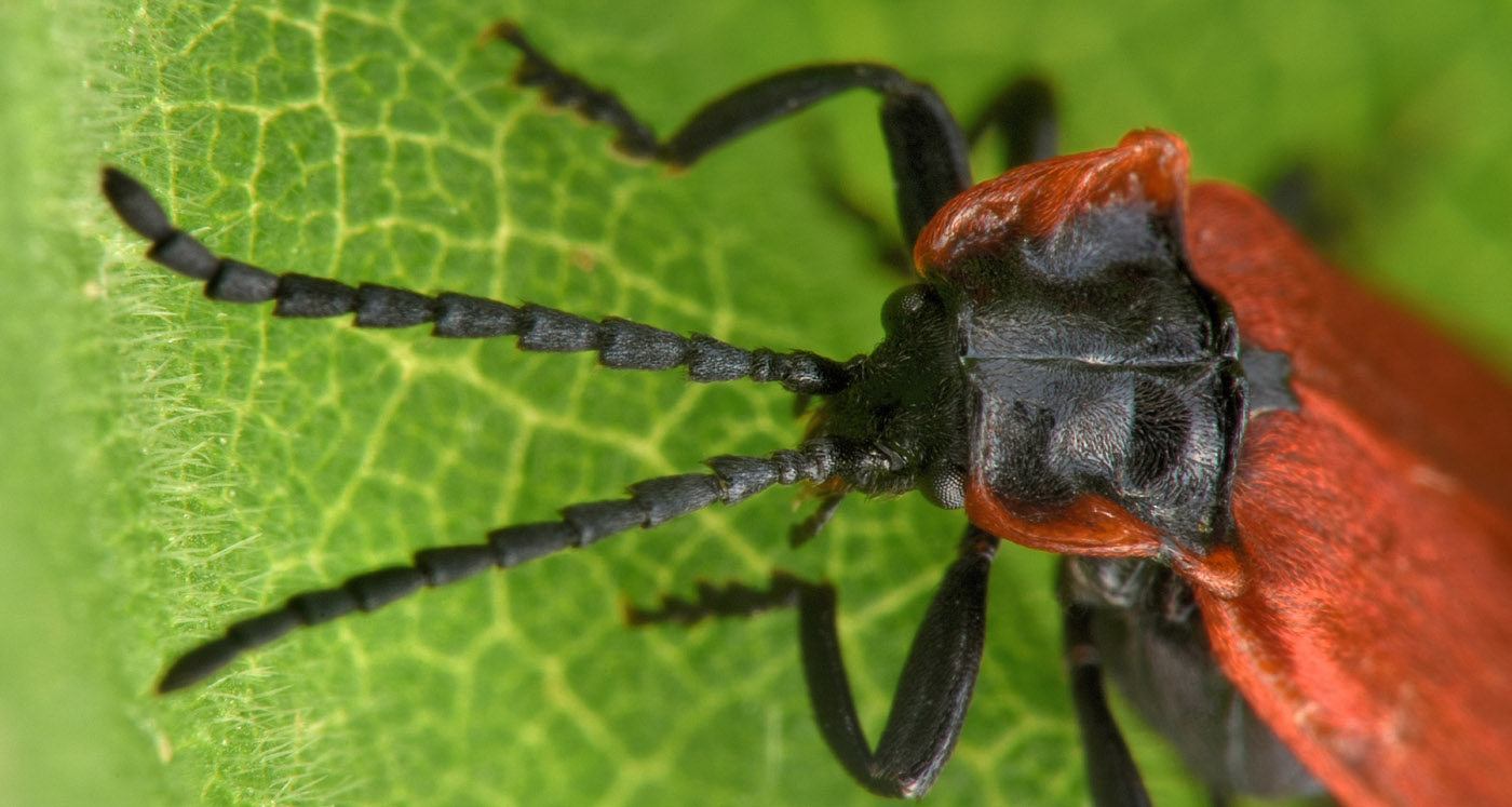 Lycidae:  Lygistopterus anorachilus?  Sì !